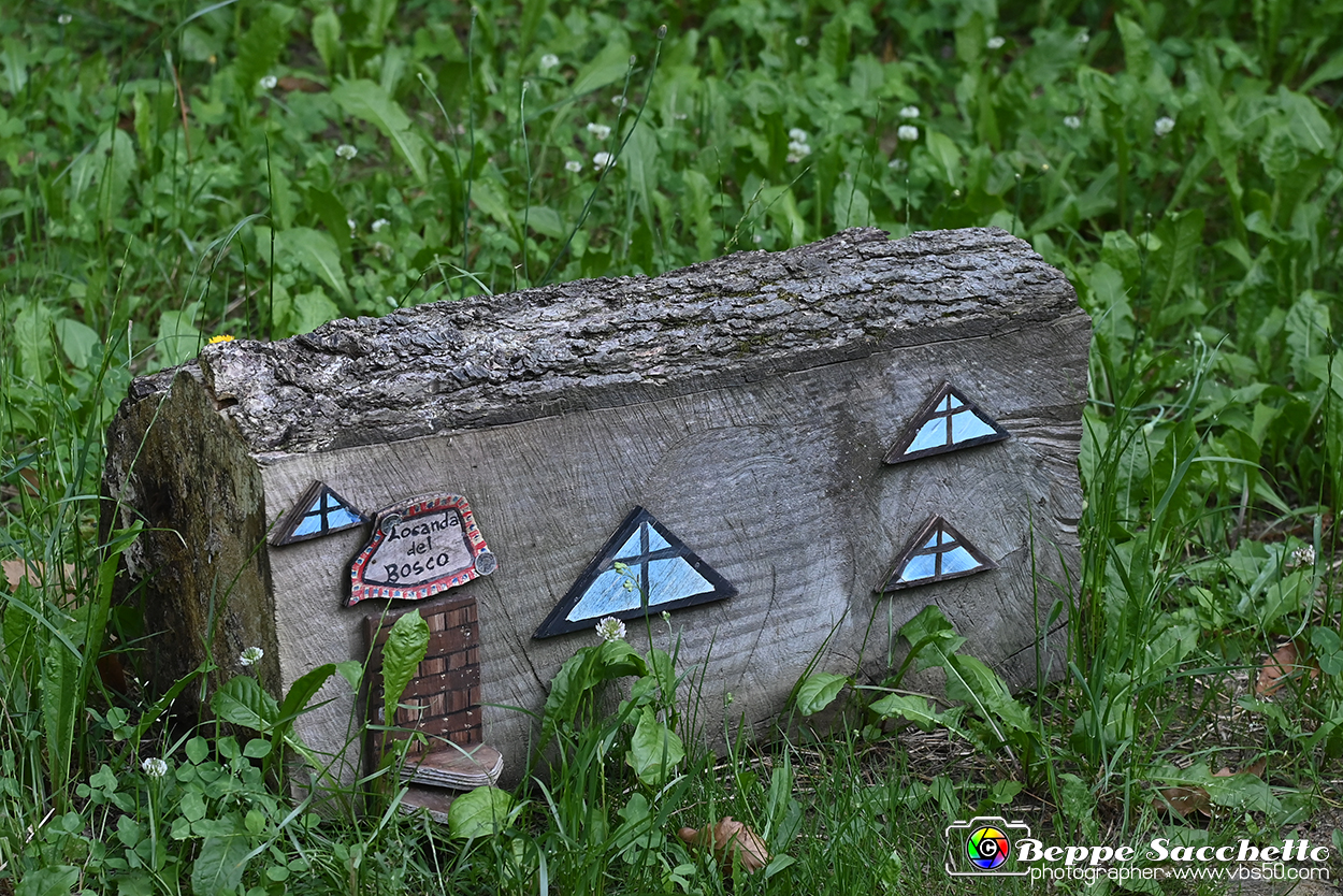 VBS_4947 - Il bosco fatato - Montaldo Roero.jpg